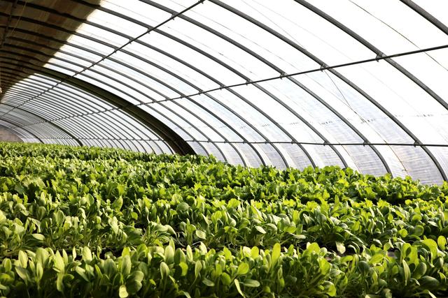 农业用臭氧发生器的具体应用说明