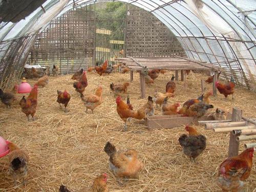 臭氧发生器对养殖行业的优点有哪些